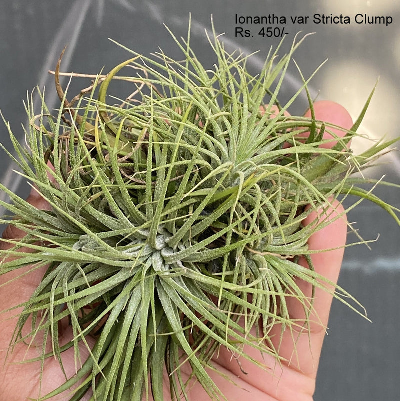 Urban Plants™ Air Plants per plant Ionantha var Stricta clump Ionantha var Stricta clump-Urban Plants