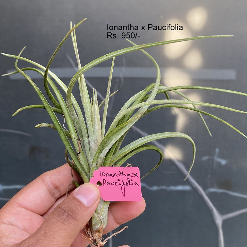 Urban Plants™ Air Plants per plant Ionantha x Paucifolia Ionantha x Paucifolia-Urban Plants