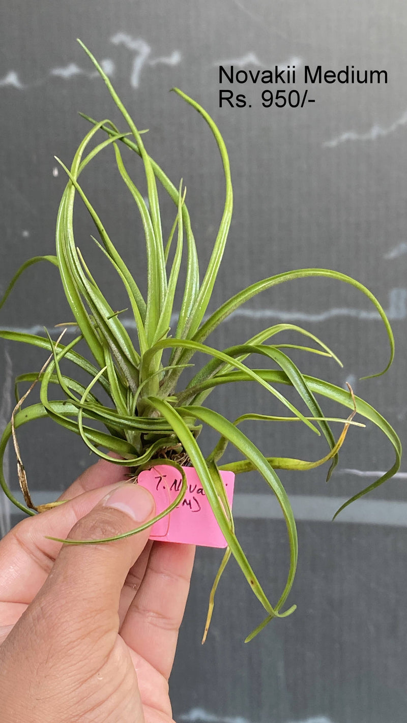 Urban Plants™ Air Plants per plant Novakii Medium Air plants Novakii Medium Air plants-Urban Plants