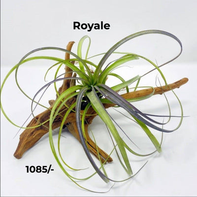 Urban Plants™ Air Plants per plant Royale Air plants Royale Air plants-Urban Plants