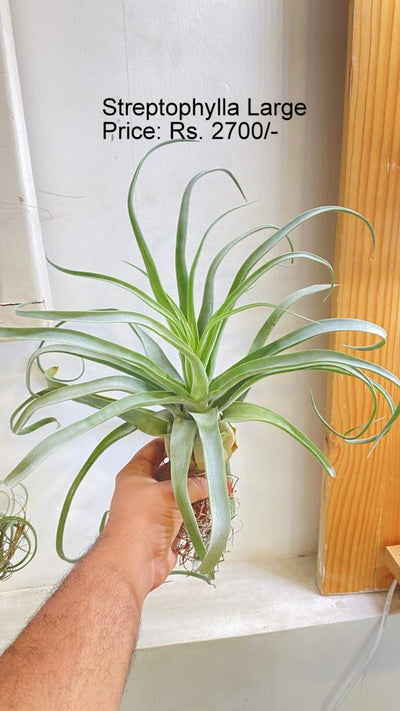 Urban Plants™ Air Plants per plant Streptophylla Large Streptophylla Large-Urban Plants