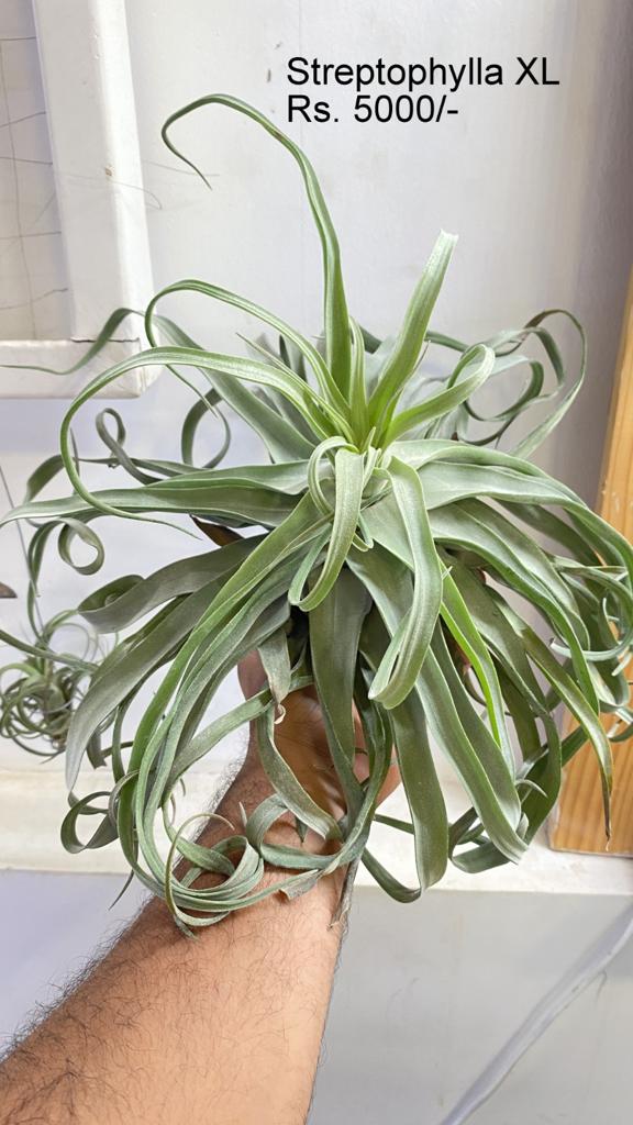 Urban Plants™ Air Plants per plant Streptophylla XL Streptophylla XL-Urban Plants