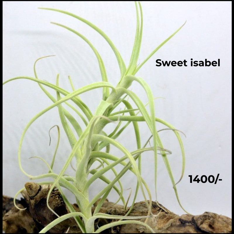 Urban Plants™ Air Plants per plant Sweet Isabel (tectorum x paleacea) Sweet Isabel (tectorum x paleacea)-Urban Plants