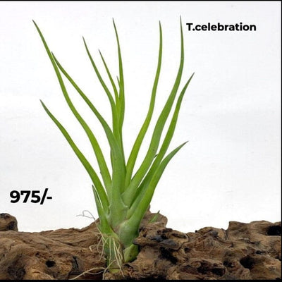 Urban Plants™ Air Plants per plant T. Celebration (Brachy x Bulbosa) T. Celebration (Brachy x Bulbosa)-Urban Plants