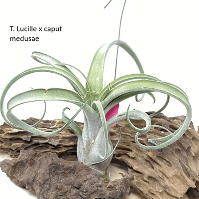 Urban Plants™ Air plants per plant T. Lucille x caput medusae Air Plants T. Lucille x caput medusae Air Plants-Urban Plants