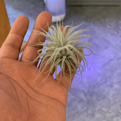 Urban Plants™ Air Plants per plant Tectorum Small Air Plants Tectorum Small Air Plants-Urban Plants