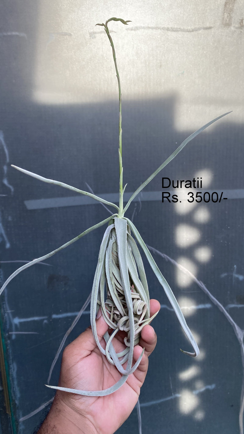 Urban Plants Air Plants Per plant Thillandsia Duratii Air plants Thillandsia Duratii Air plants-Urban Plants