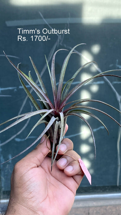 Urban Plants™ Air plants per plant Timm's Outburst Air Plants Timm's Outburst Air Plants-Urban Plants