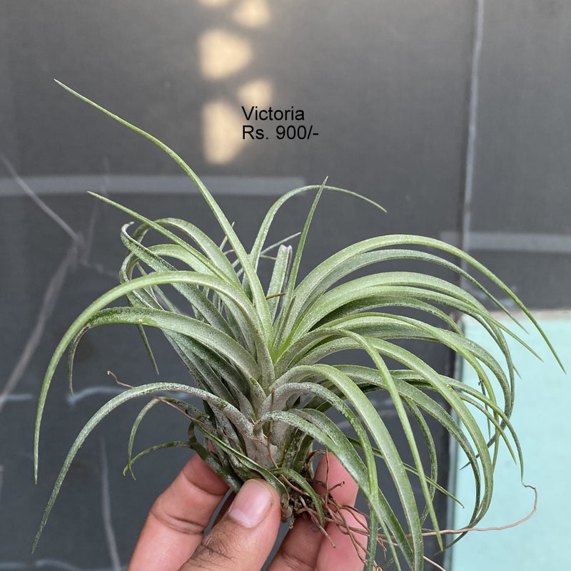 Urban Plants™ Air plants per plant Victoria Air Plants Victoria Air Plants-Urban Plants