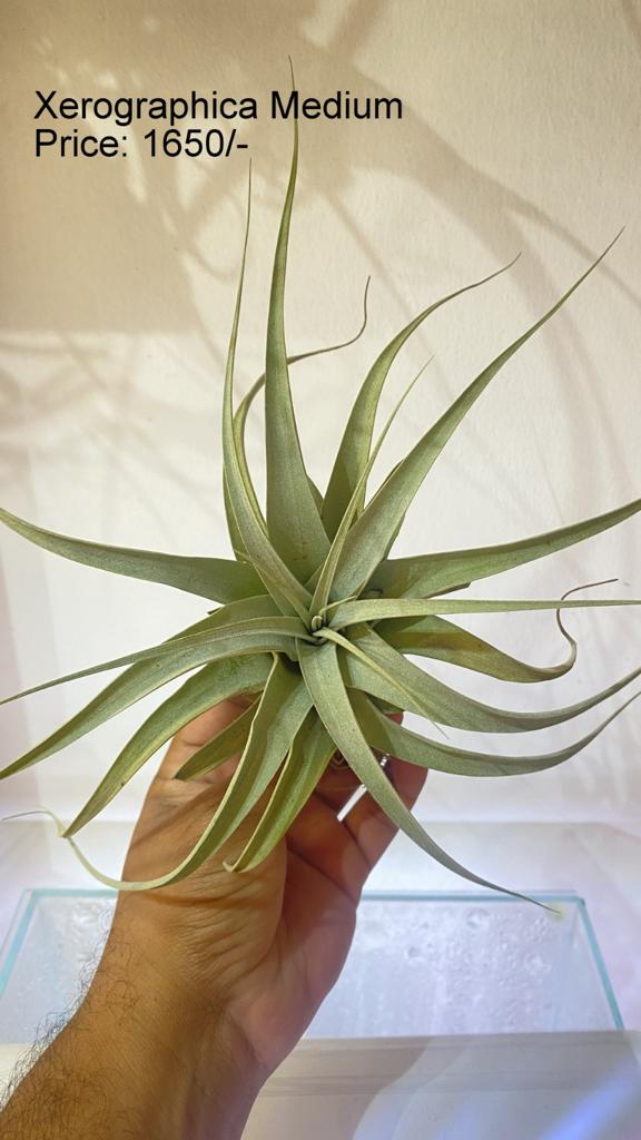 Urban Plants™ Air Plants per plant Xerographica medium Xerographica medium-Urban Plants