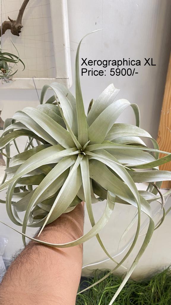 Urban Plants™ Air Plants per plant Xerographica XL Xerographica XL-Urban Plants