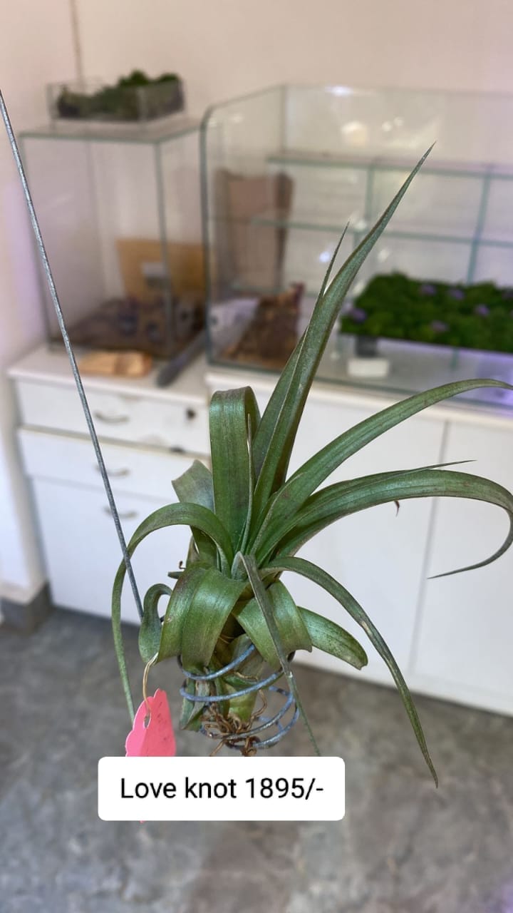 Urban Plants™ Air Plants per plants Love knot Love knot-Urban Plants