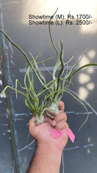 Urban Plants™ Air plants Showtime Air plants Showtime Air plants-Urban Plants