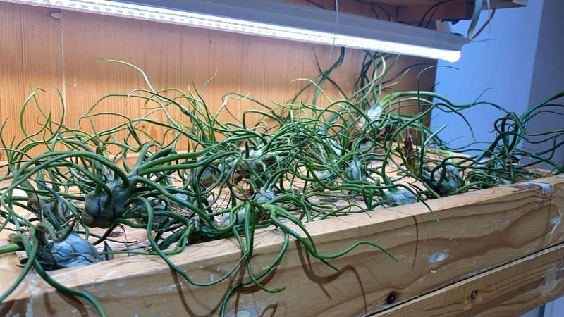 Urban Plants Air plants/ Sky plants - Thillandsia Bulbosa