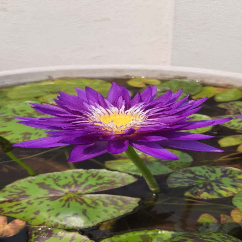 Urban Plants™ Aquatic plants set of 1 Plum Crazy Waterlily Tuber Plum Crazy Waterlily Tuber-Urban Plants