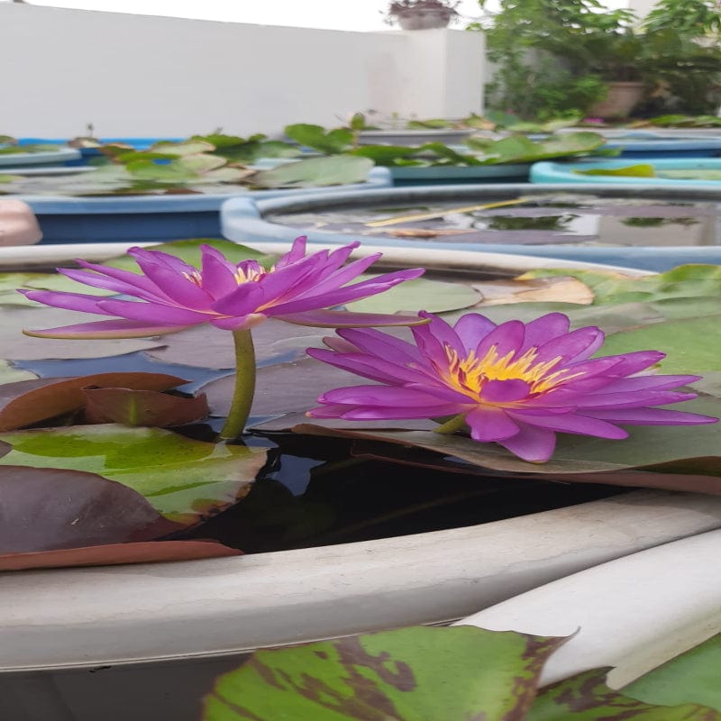 Urban Plants™ Aquatic plants set of 1 Vilocius HXT Waterlily Tuber Vilocius HXT Waterlily Tuber-Urban Plants