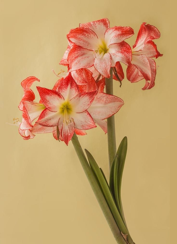 Urban Plants™ Buy Amaryllis Bulb Premium (Tissue cultured) Buy Amaryllis Bulb Premium (Tissue cultured)