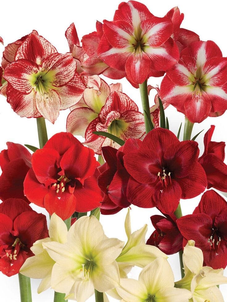 Urban Plants™ Buy Amaryllis Bulb Premium (Tissue cultured) Buy Amaryllis Bulb Premium (Tissue cultured)