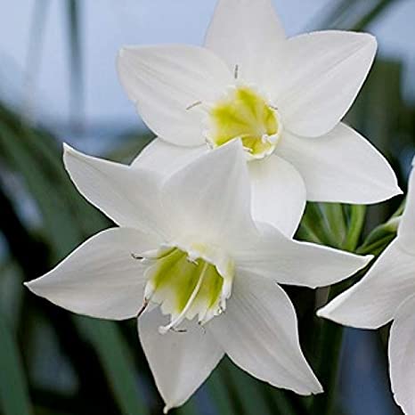 Urban Plants™ Buy Amazon Lily  Flower Bulbs