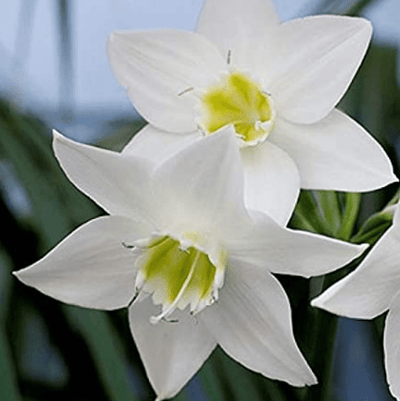 Urban Plants™ Buy Eucharis/Amazon Lily Flower Bulbs