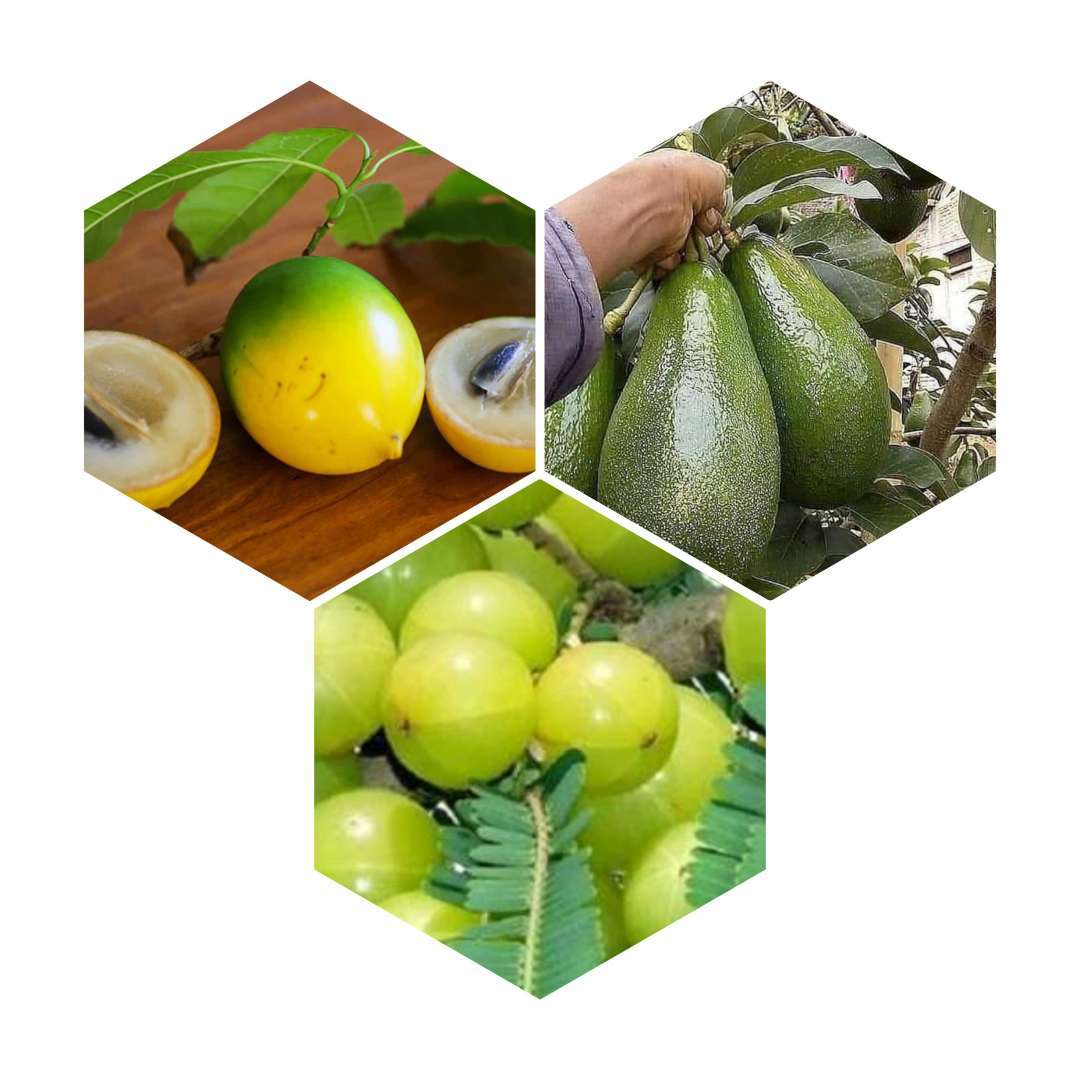 Combo pack of - Abiu Plant, Baranasi Amla & Avacado - Urban Plants™