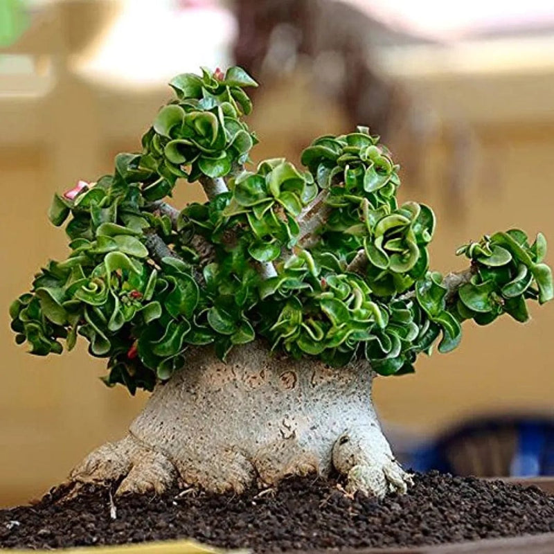 Urban Plants™ DHA Arabicum Adenium DHA Arabicum Adenium-Urban Plants