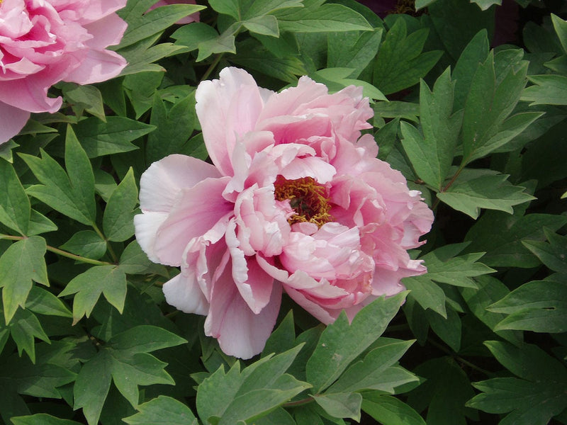 Urban Plants™ Flower bulbs 1 bulb Peony Peony-Urban Plants