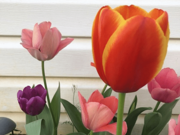 Urban Plants™ Flower Bulbs Buy Tulip Flower Bulb - Online Buy Tulip Flower Bulb - Online