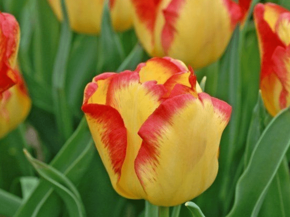 Urban Plants™ Flower Bulbs Buy Tulip Flower Bulb - Online Buy Tulip Flower Bulb - Online