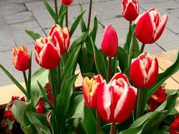 Urban Plants™ Flower Bulbs Buy Tulip Flower Bulb - Online Buy Tulip Flower Bulb - Online