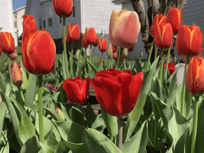 Urban Plants™ Flower Bulbs Buy Tulip Flower Bulb - Online Buy Tulip Flower Bulb - Online