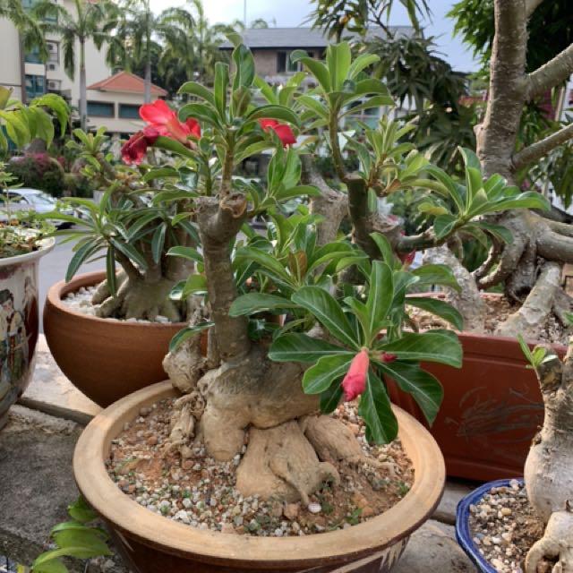 Urban Plants™ flower plants Bonsai type Adenium (big Caudex) Bonsai type Adenium (big Caudex)-Urban Plants