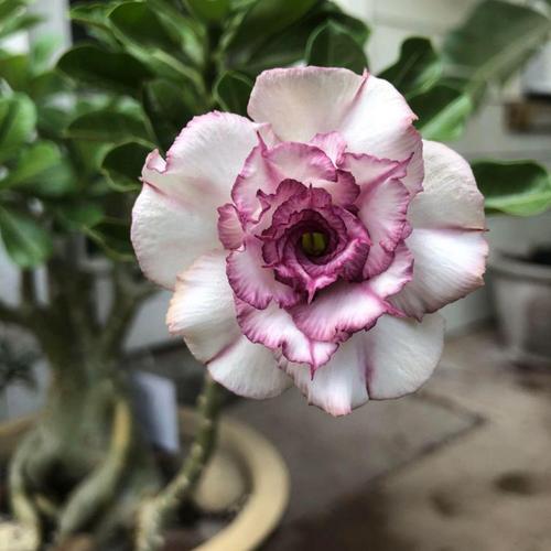 Urban Plants™ flower plants Carnation Grafted Adenium Carnation Grafted Adenium-Urban Plants