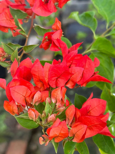 Urban Plants™ flower plants Chili red bougainvillea Chili red bougainvillea-Urban Plants