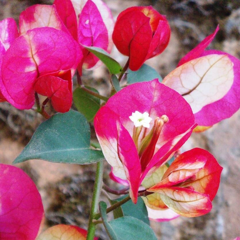 Urban Plants™ flower plants Chitra batik bougainvillea Chitra batik bougainvillea-Urban Plants