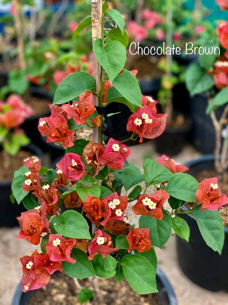 Urban Plants™ flower plants Chocolate brown bougainvillea Chocolate brown bougainvillea-Urban Plants