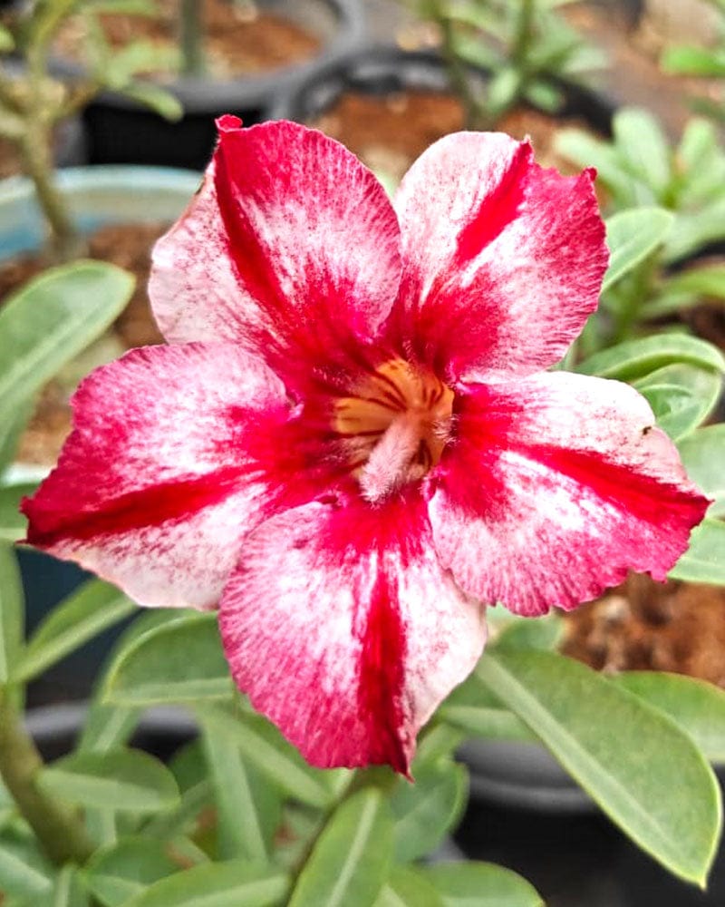 Urban Plants™ flower plants Coffee Grafted Adenium Coffee Grafted Adenium-Urban Plants