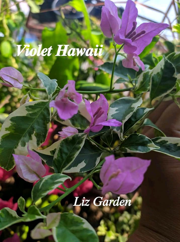 Urban Plants™ flower plants Hawaiian violet bougainvillea Hawaiian violet bougainvillea-Urban Plants