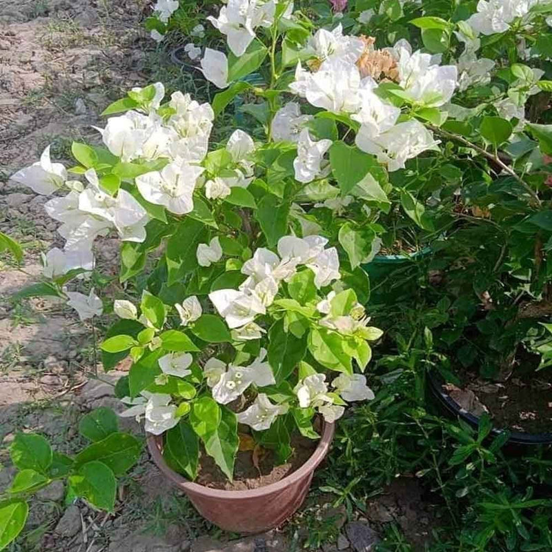 Urban Plants™ flower plants Hawaiian white bougainvillea Hawaiian white bougainvillea-Urban Plants