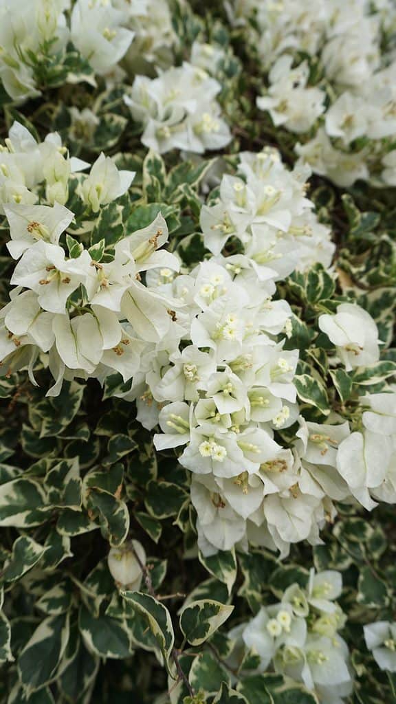 Urban Plants™ flower plants Hawaiian white bougainvillea Hawaiian white bougainvillea-Urban Plants