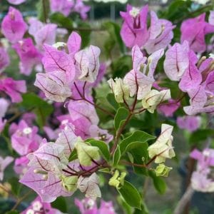 Urban Plants™ flower plants HB Singh bougainvillea HB Singh bougainvillea-Urban Plants