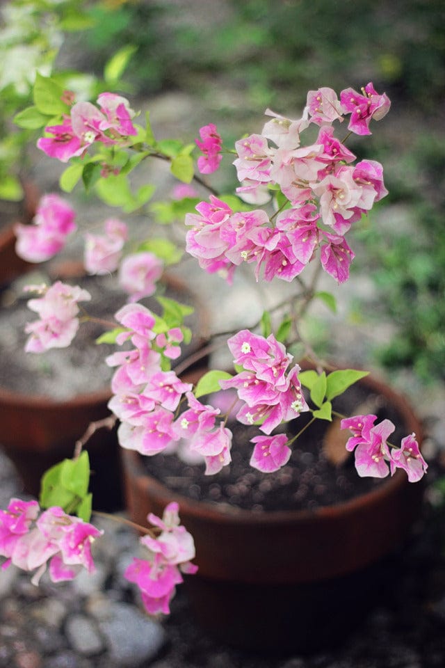 Urban Plants™ flower plants Ice cream bougainvillea Ice cream bougainvillea-Urban Plants