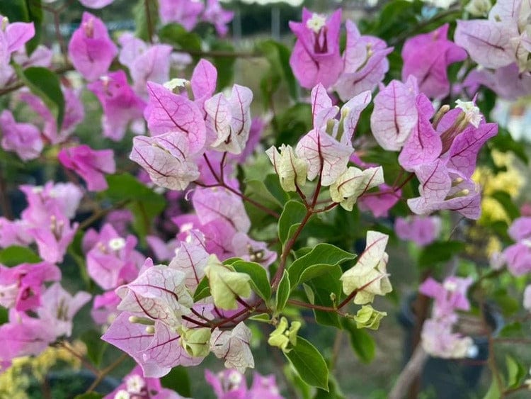 Urban Plants™ flower plants Ice cream bougainvillea Ice cream bougainvillea-Urban Plants