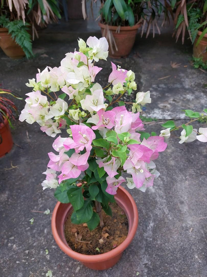 Urban Plants™ flower plants Ice cream bougainvillea Ice cream bougainvillea-Urban Plants