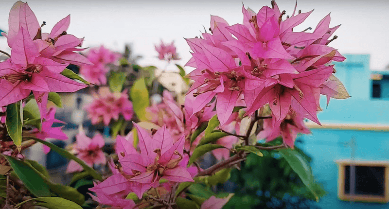 Urban Plants™ flower plants Jinna Bharat bougainvillea Jinna Bharat bougainvillea-Urban Plants