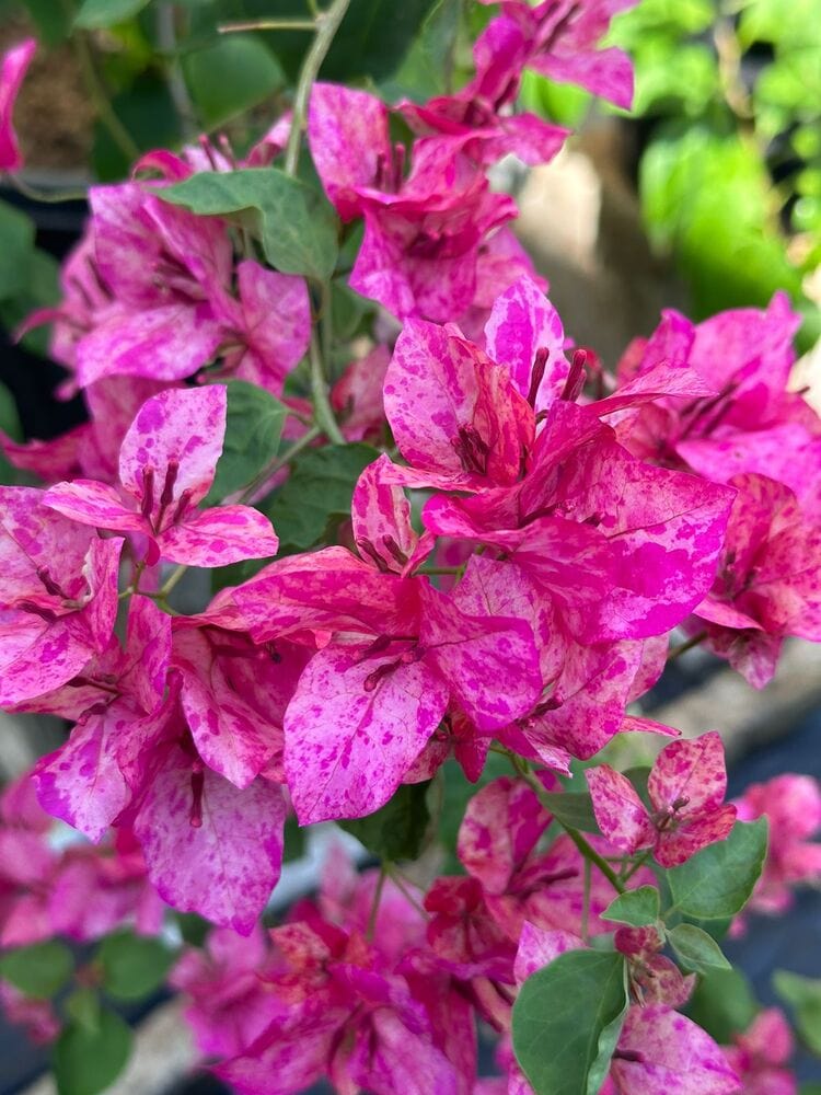 Urban Plants™ flower plants Kristina bougainvillea Plant Kristina bougainvillea Plant-Urban Plants