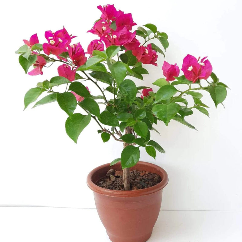 Urban Plants™ flower plants Louis wathen bougainvillea Louis Wathen bougainvillea-Urban Plants