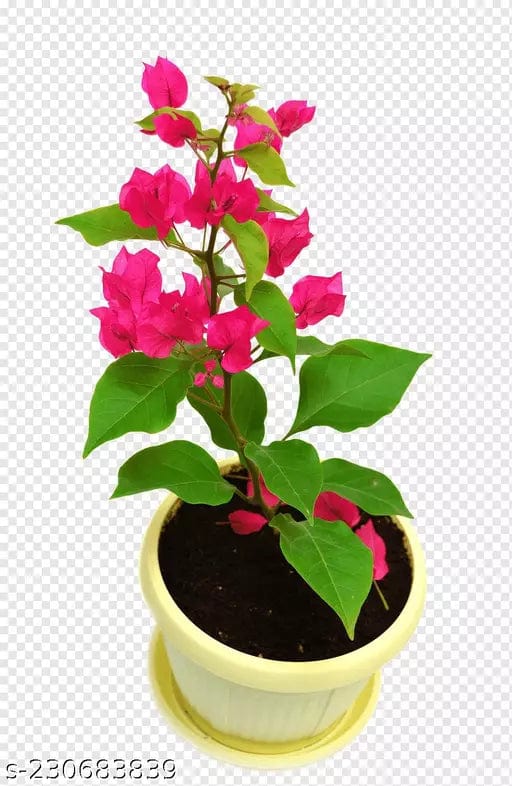 Urban Plants™ flower plants Louis wathen bougainvillea Louis Wathen bougainvillea-Urban Plants