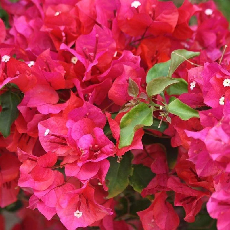 Urban Plants™ flower plants Louis wathen bougainvillea Louis Wathen bougainvillea-Urban Plants