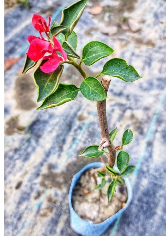 Urban Plants™ flower plants Monalisa red bougainvillea Monalisa red bougainvillea-Urban Plants